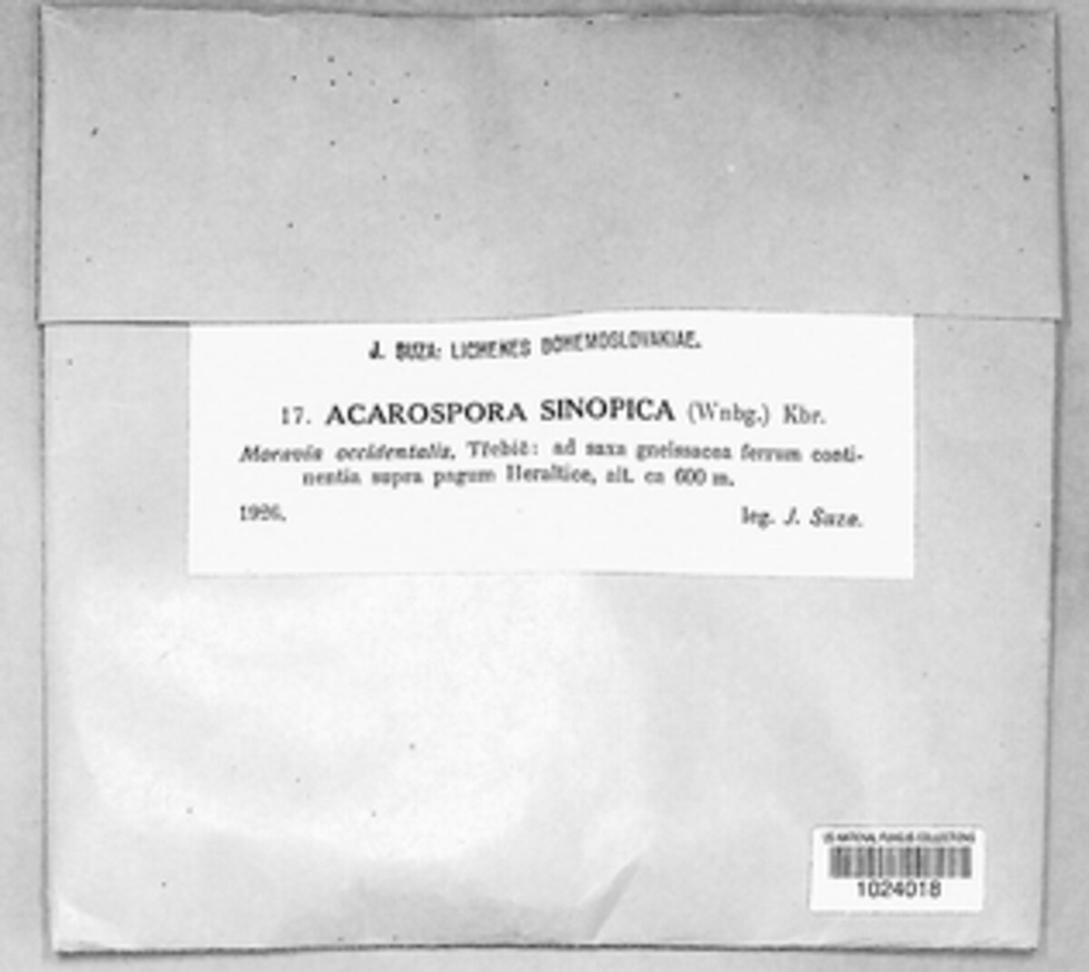 Acarospora sinopica image